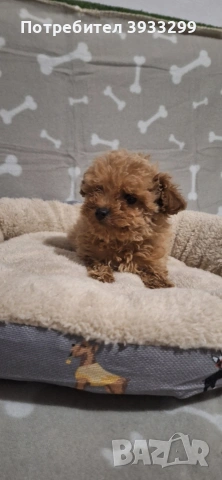 Той пудел момиче пуделче, снимка 8 - Пудели - 53778314