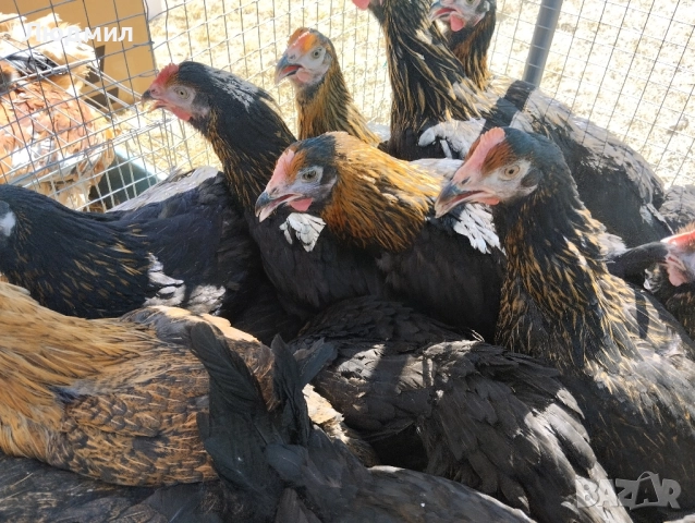 Ярки супер Харко, снимка 1