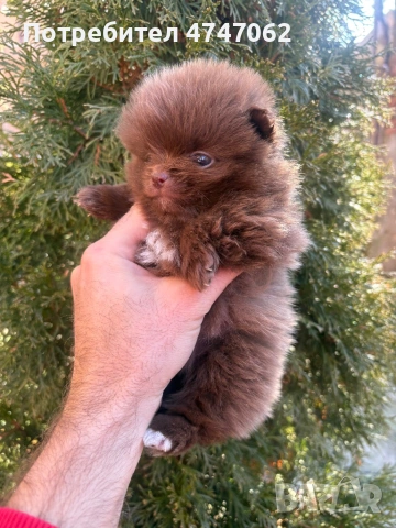 Померан мъжко, снимка 6 - Померан - 53637411