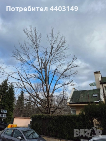  Премахване на опасни дървета • Кастрене • Подръжка • Извозване, снимка 9 - Други услуги - 53429702