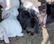 Кочовати зайци, снимка 4