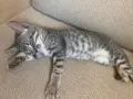 шотландско правоухо коте котка, снимка 4