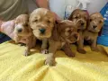 кокер шпаньол английски игриво бебенце, снимка 5