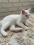 Британско коте с хетерохромия, снимка 4