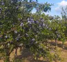 Продавам сини сливи за ракия, снимка 2