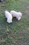 Бишон фризе момче , снимка 9