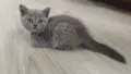 Британски късокосмести, снимка 6