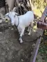 Продавам млада коза, снимка 1