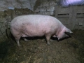Женско прасе с менгуши, снимка 2