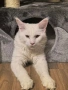 Продавам бял Мейн Куун, 10 месеца, снимка 4