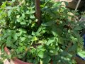 Дюшенея, индийска ягода (Duchesnea), снимка 5
