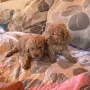 Мини пуделчета, момче и момиче!, снимка 5