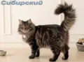 Сибирче, сибирска котка, сибирски котенца, сибирско коте, хипоалергично, момче крем, снимка 12