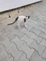 Подарявам котенца, снимка 2