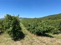 Грозде Мускат Отонел, снимка 2