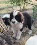 Малки Каракачански кученца, снимка 1