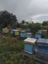 Пчелни семейства в кошери ДБ, снимка 5