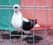 Работещ мъжки гълъб - Саксонска чайка, снимка 1 - Гълъби - 39440026