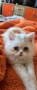 Персийско котенце, снимка 1