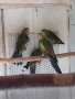 Продавам млади Планински папагали , снимка 2