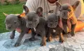 Френски булдог син, снимка 4