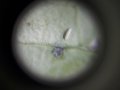 Джобен микроскоп с щипка за мобилен телефон, UV светлина 60X LED, лупа, регулиране на фокусирането, снимка 15