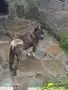 Подарък пидбул женски, снимка 2