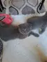 Шотландска клепоуха котка, снимка 3