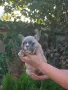 сладки френски булдочета, снимка 4