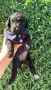 Poodle toy/Пудел Той, снимка 1