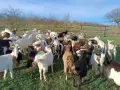 Продавам стадо кози 54 броя, снимка 1