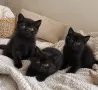     Чистокръвни британски котенца с шампионски произход 🖤, снимка 2