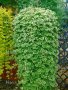 Глехома, студоустойчива лиана, снимка 1 - Градински цветя и растения - 39154060