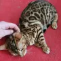 Бенгалска котка, снимка 10
