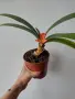 Кливия- оранжева, clivia, снимка 4