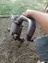 катализатор Пежо Ситроен , снимка 2