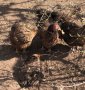 Катунски пилета и кокошки , снимка 4
