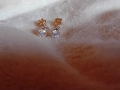 Нежни златни обеци  14 к., снимка 1