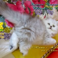 Котки Чинчила * Chinchilla Cats, безплатно посещение!, снимка 13 - Чинчили - 36915177
