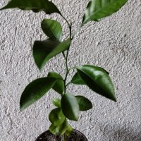 Портокал младо растение за свежест и декорация, снимка 1 - Стайни растения - 42531800