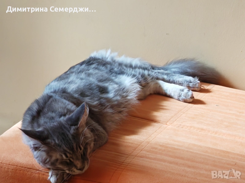 Мъжки котенца мейн куун , снимка 1