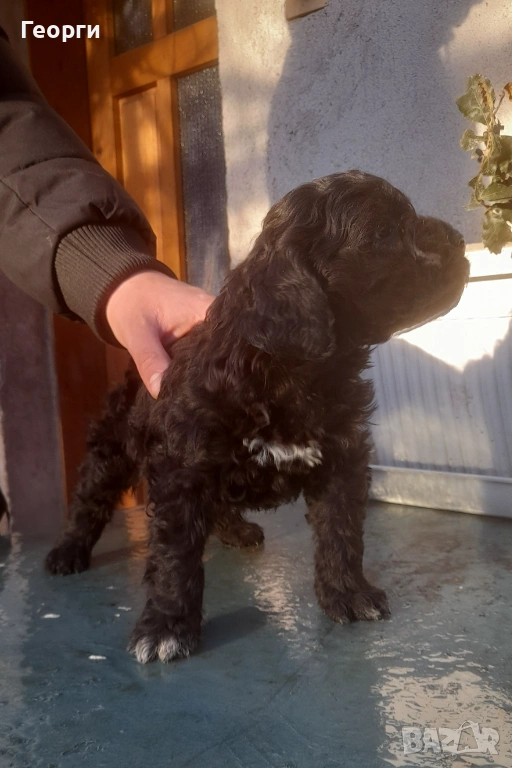 Кокер с Лагото- кученца, снимка 1