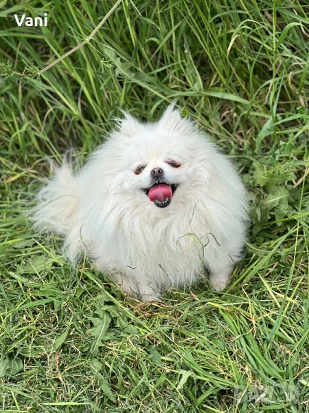 Женски померан с родословие, снимка 1