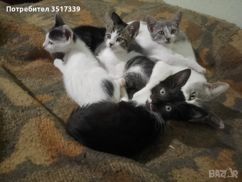 Подарявам коте, снимка 1