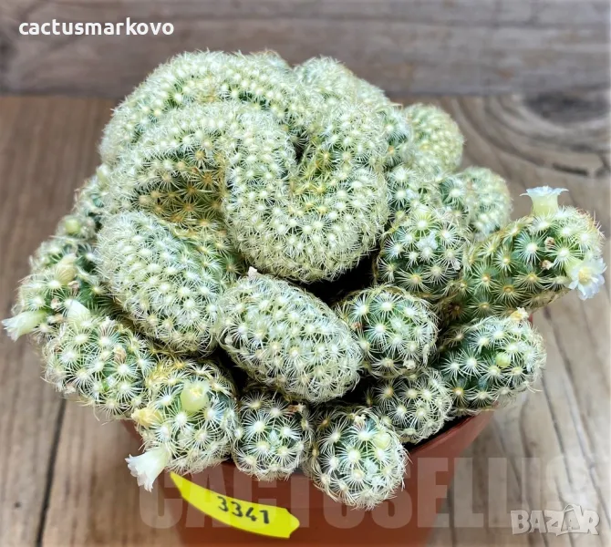 Mammillaria elongata f.cristata, снимка 1