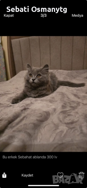 Британско дългокосместо мъжко коте, снимка 1