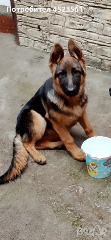 Немска овчарка, снимка 1