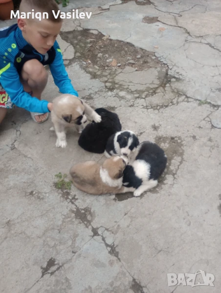 Каракачанки на месец , снимка 1