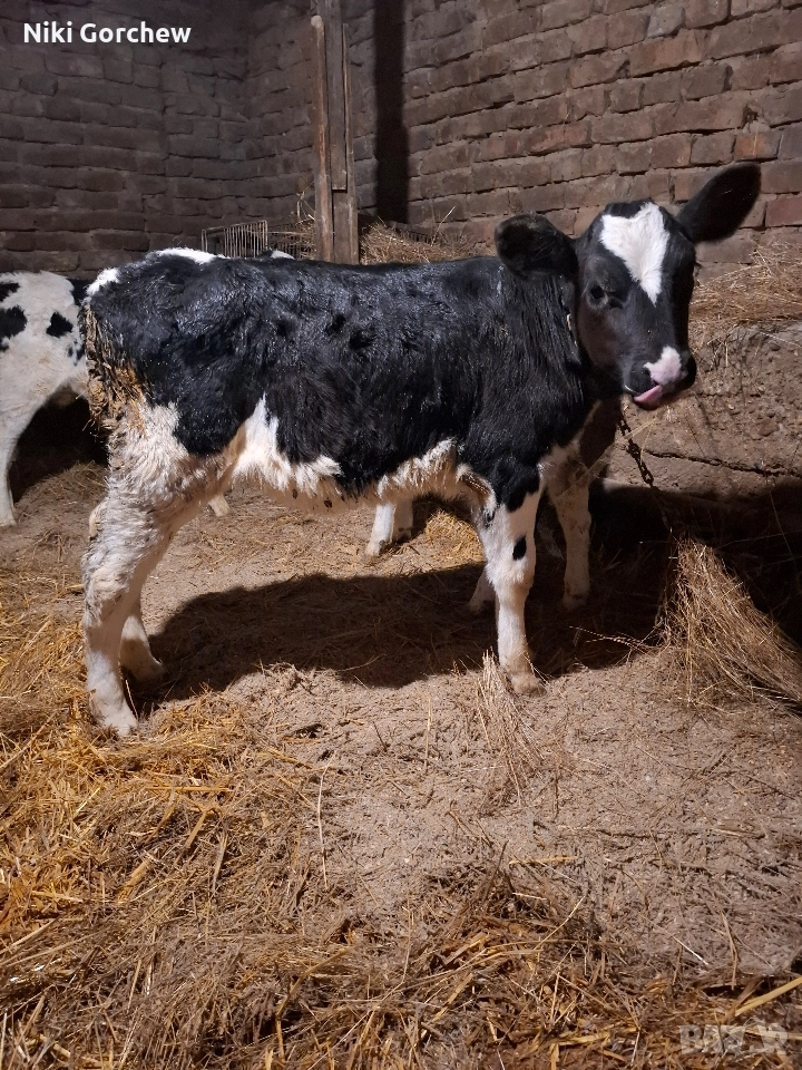 продавам телета. , снимка 1