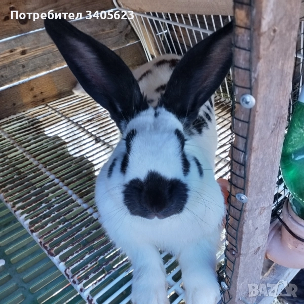 зайци мъжки и женски на различна възраст , снимка 1